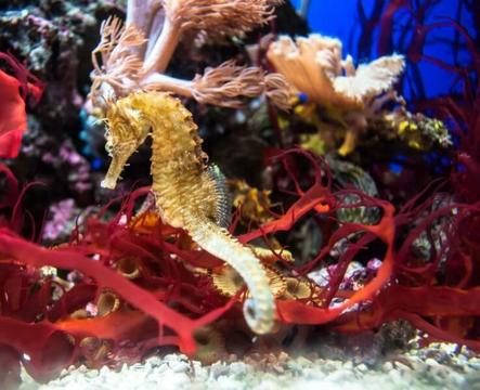 Aquarium Shop - Sunshine Coast Queensland