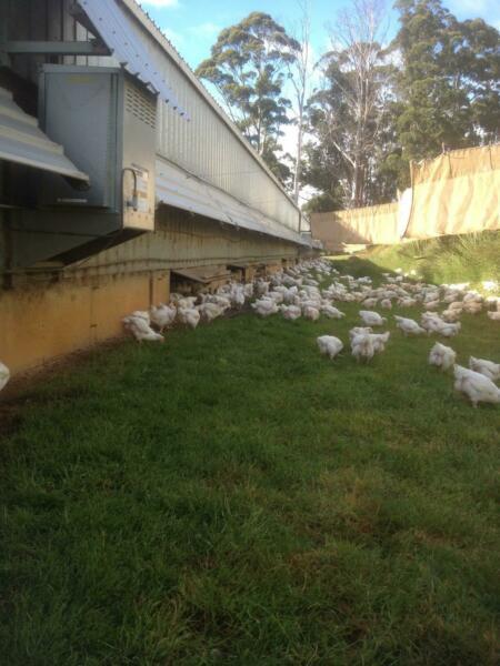 Chicken poultry free range rural farm business