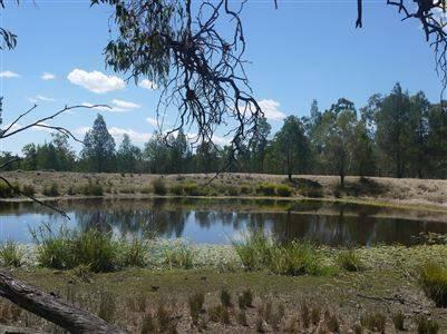 Over 5000 acres of excellent grazing - Inglewood QLD