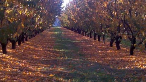 Fruit and Vegetable Farm In Vic For Sale