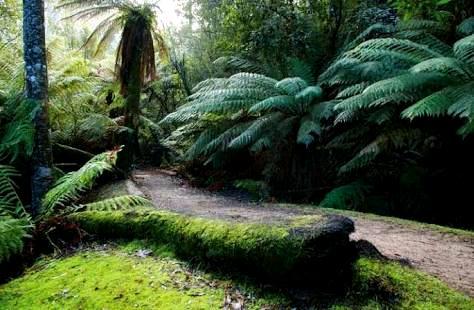 Wanted: *Urgently Required* Fern Tree Home