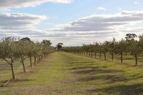 Farm/olive grove for sale in St Arnaud