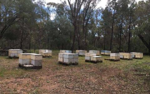 Beekeeper seeking access to Land