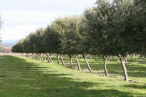 Olive Grove in Tasmania