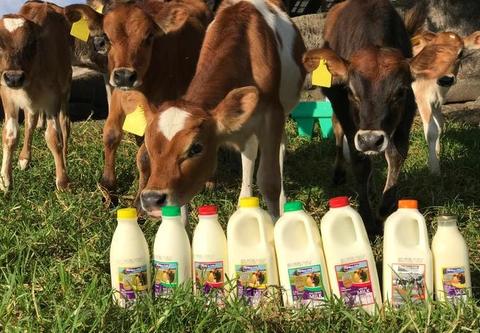 117 hectare Dairy Grafton NSW Big River Milk