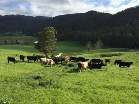 360 acre beef and cropping farm NW Tasmania