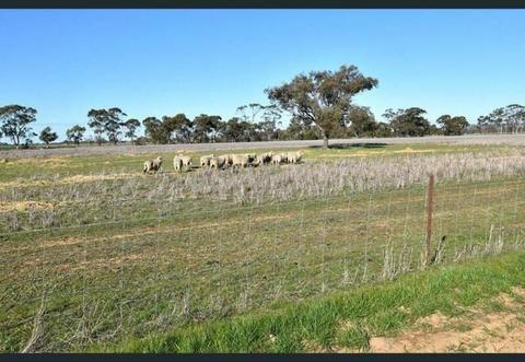 100 acre Organic Cropping Farm Tongala Central Vic