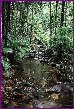 Wanted: Small Piece Rain/forest Land with building rights- NW TAS