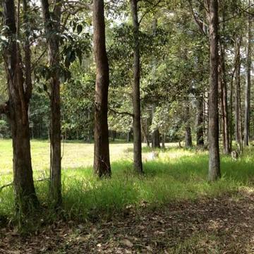 Noosa Hinterland 4 Bdrm Queenslander on 12 fertile acres