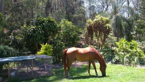 Room for rent on acreage property in Tallebudgera