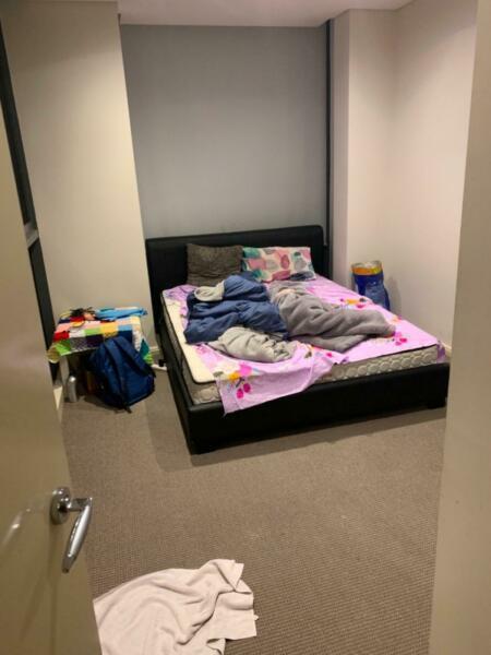 Need a roommate in Hornsby Avanti apartments