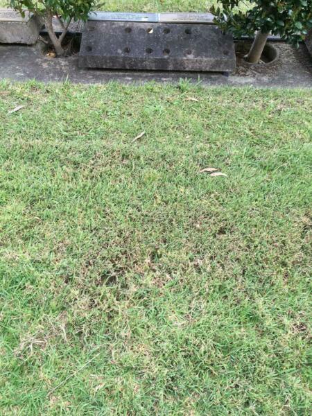 Lawn Burial Plot