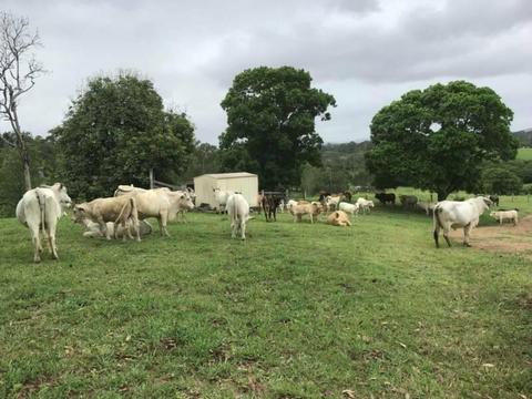 Country homestead on 40 prime acres - Gympie