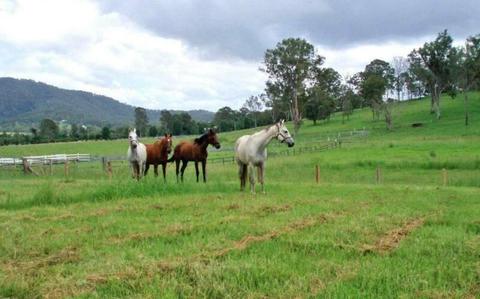 WANTED TO LEASE LAND TO AGIST 4 HORSES: PORT MACQUARIE AREA
