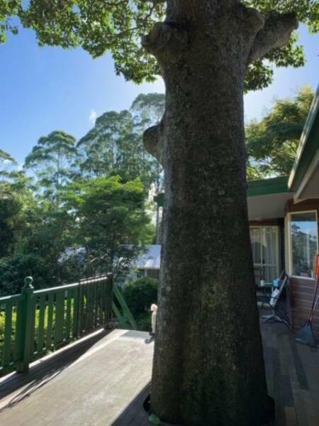 Cosy Cottage for rent in East Maleny