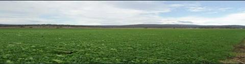 30 Acres Farm land for sale with Bore water