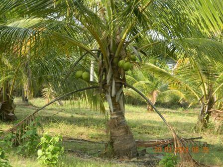 Coconut Land for sale in Sri Lanka