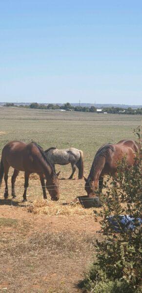 Wanted paddock to lease in or near kersbrook. For 2 horses and a pony